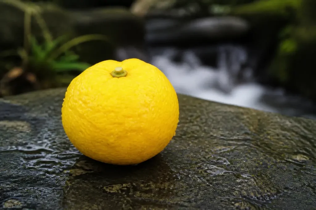 Yuzu jaune sur pierre près d'un ruisseau scintillant