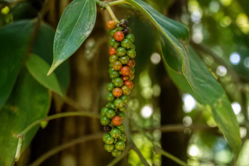 Grappe de poivre de Madagascar sur une branche avec des feuilles vertes en arrière-plan